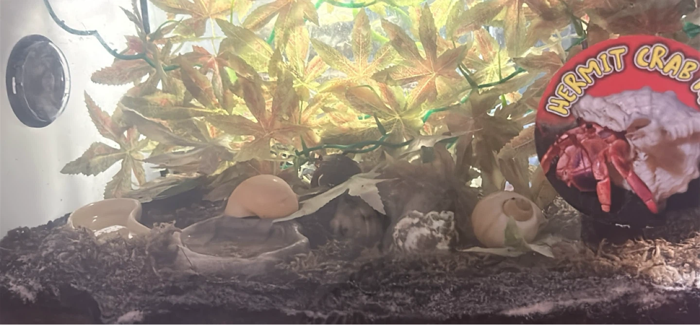Hermit Crab Habitat Tank everything you see in the picture - photo 3