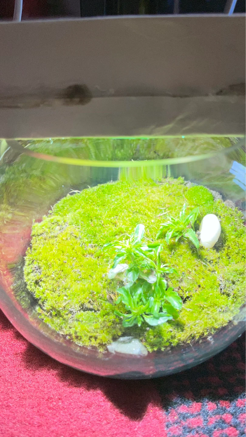 Glass Terrarium with Moss and Plants - photo 2