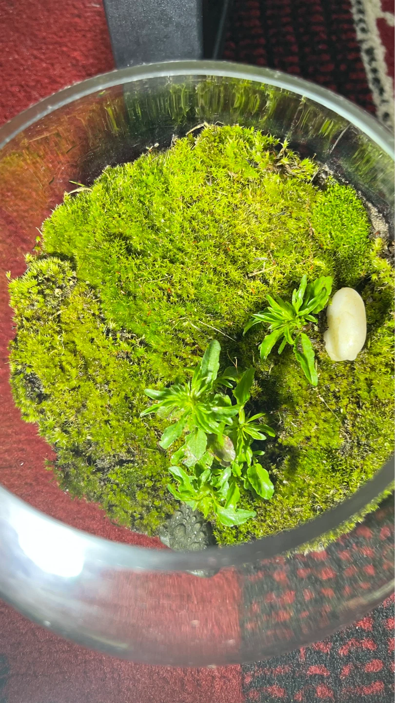 Glass Terrarium with Moss and Plants
