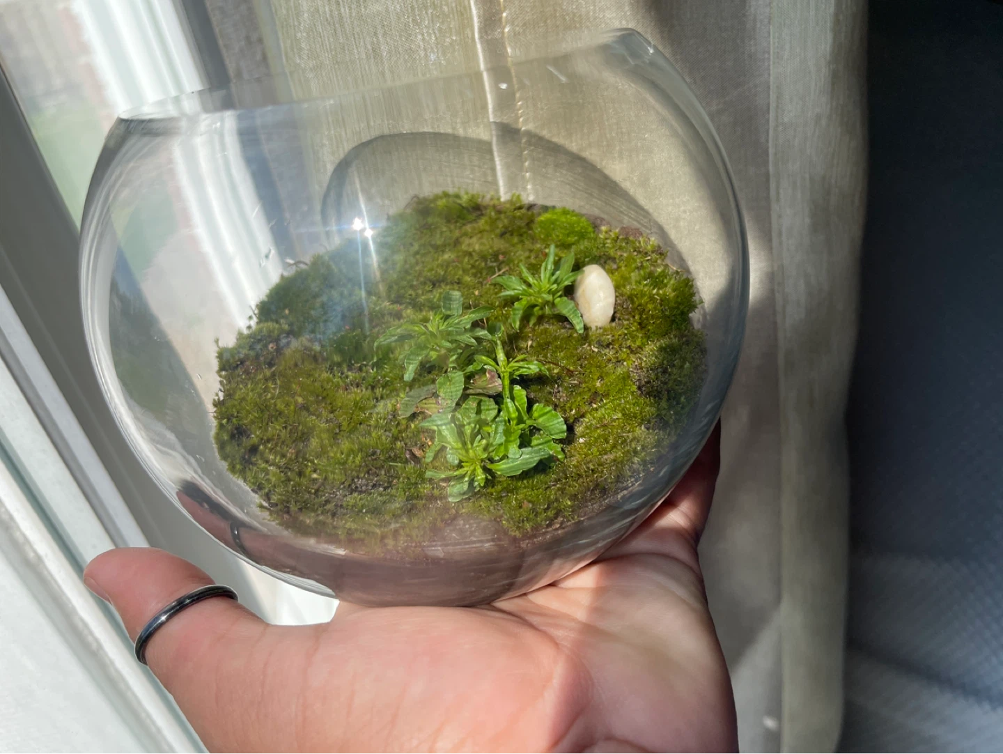 Glass Terrarium with Moss and Plants - photo 4