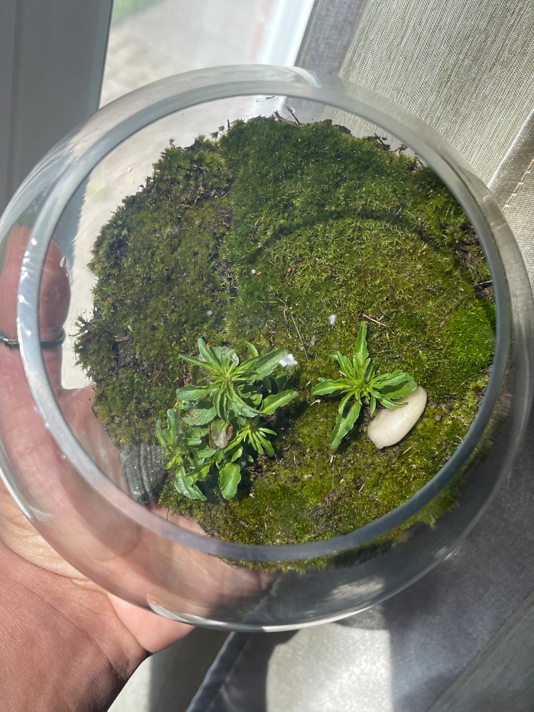 Glass Terrarium with Moss and Plants - photo 3