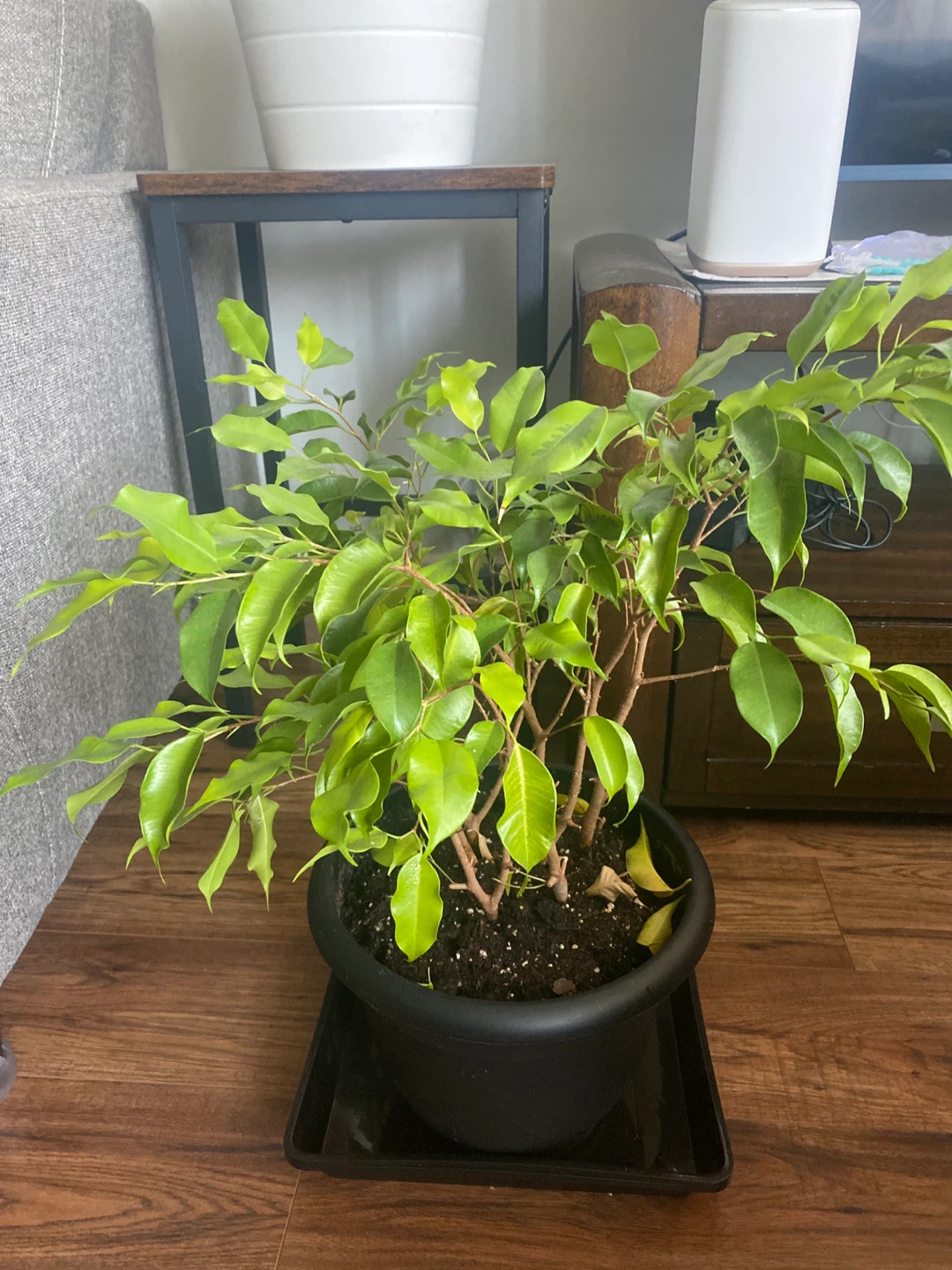 Ficus Benjamina Tree