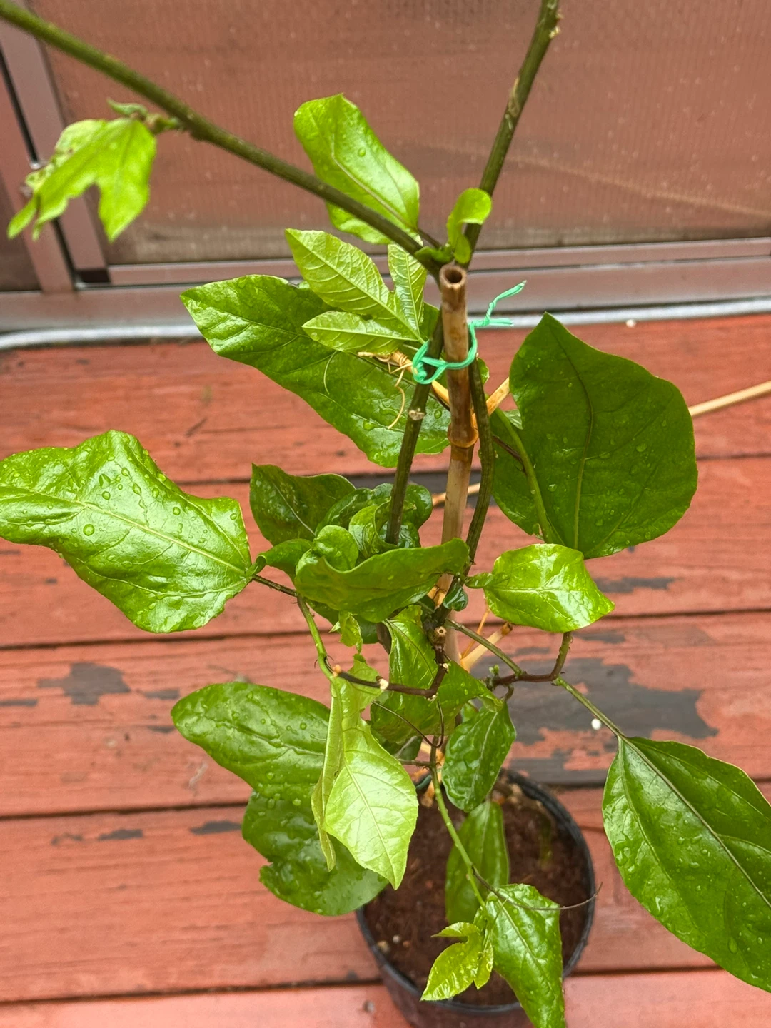 Young passion vine plant in pot - photo 3