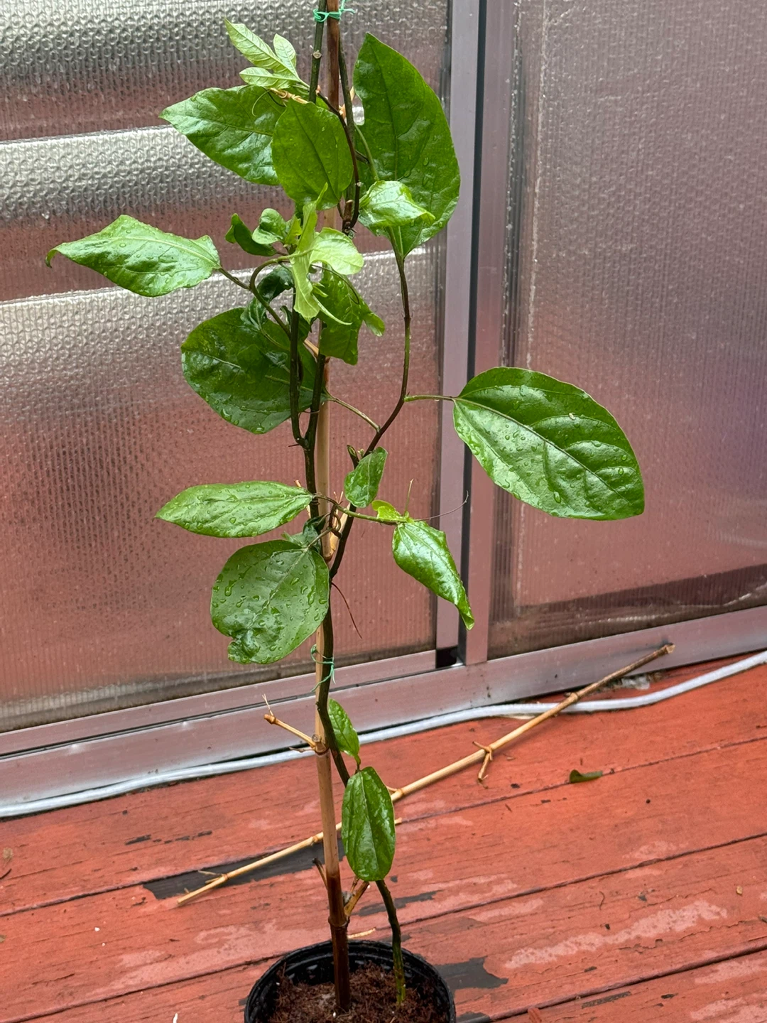 Young passion vine plant in pot