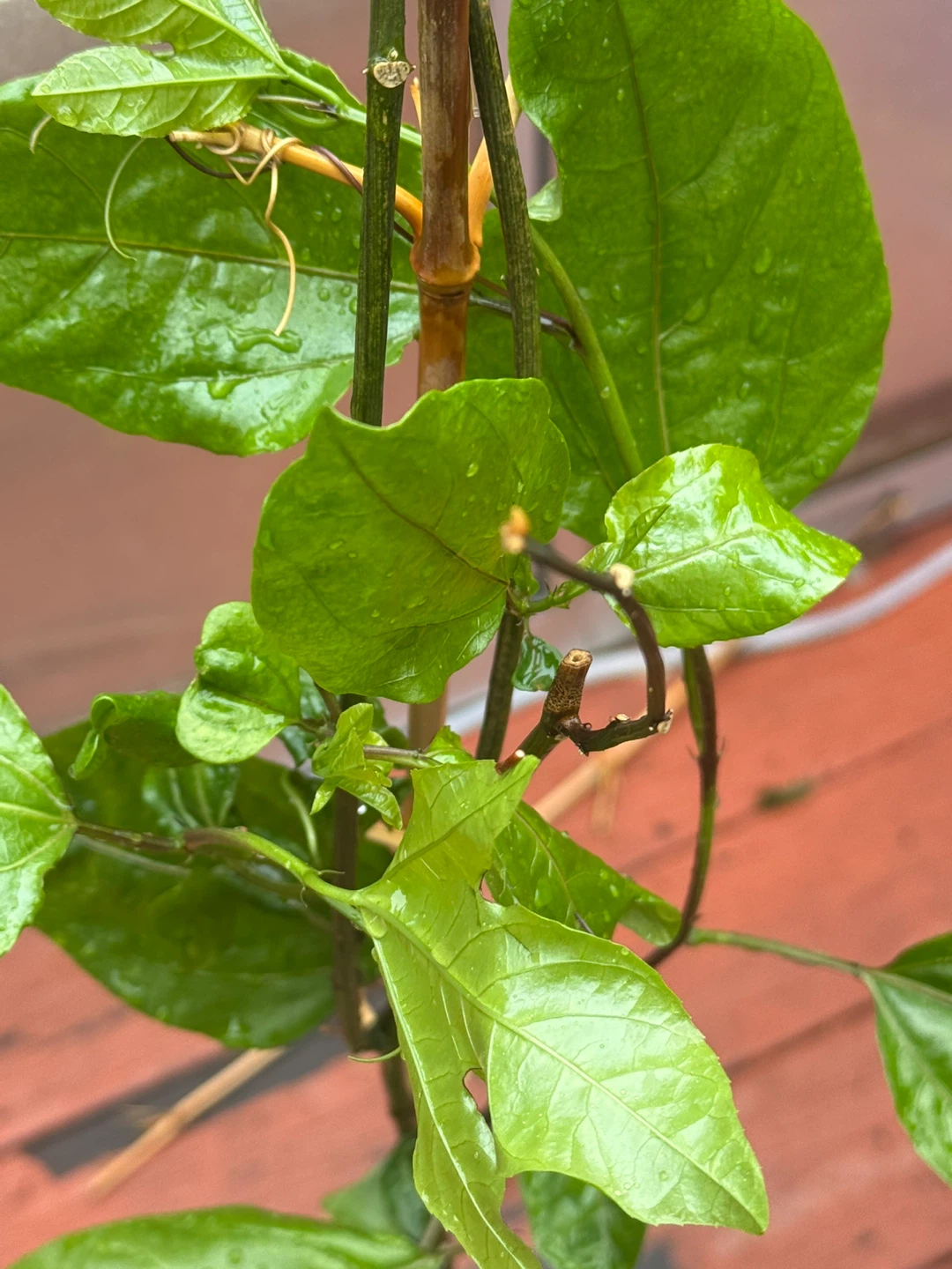 Young passion vine plant in pot - photo 5