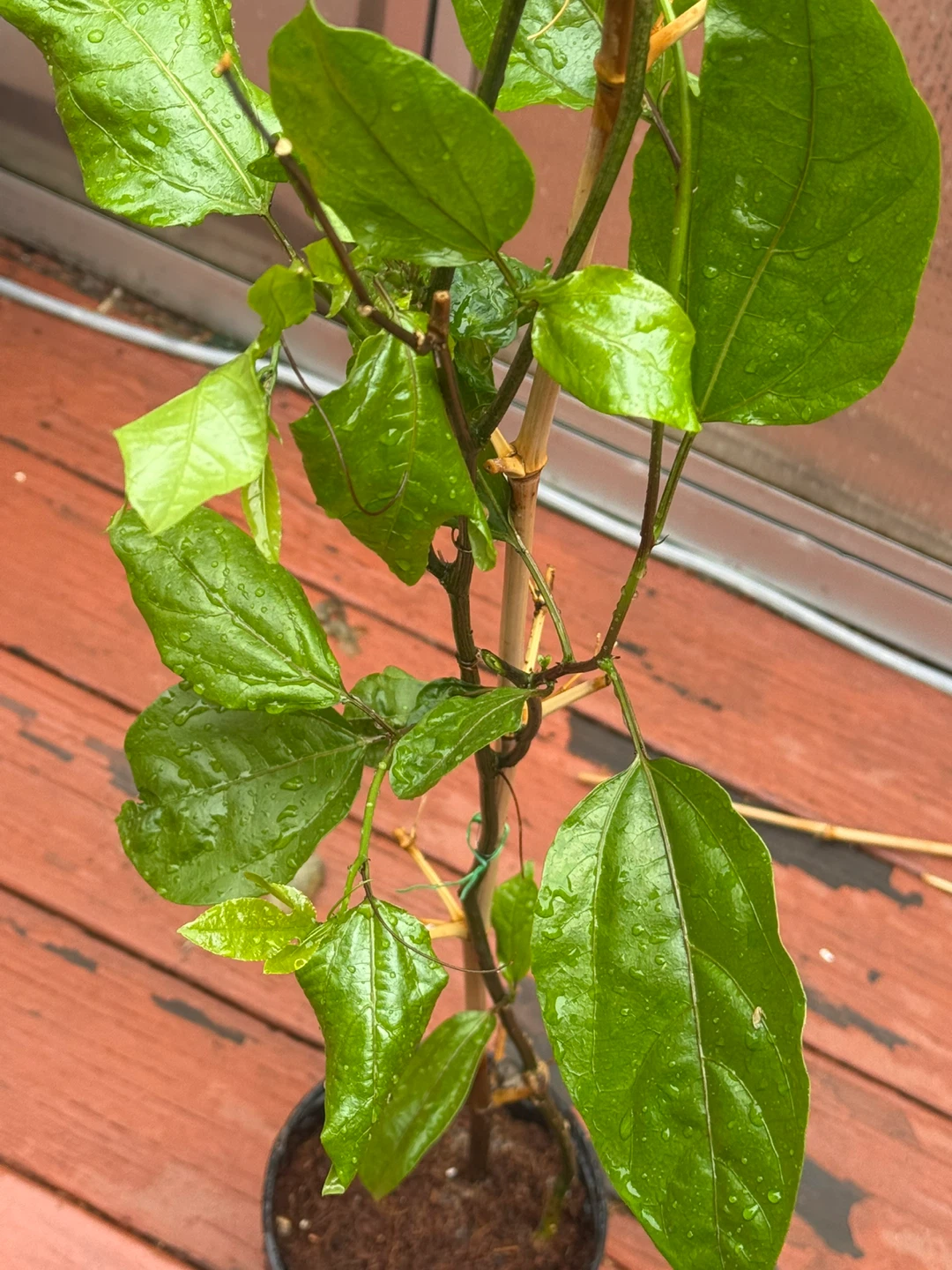 Young passion vine plant in pot - photo 4