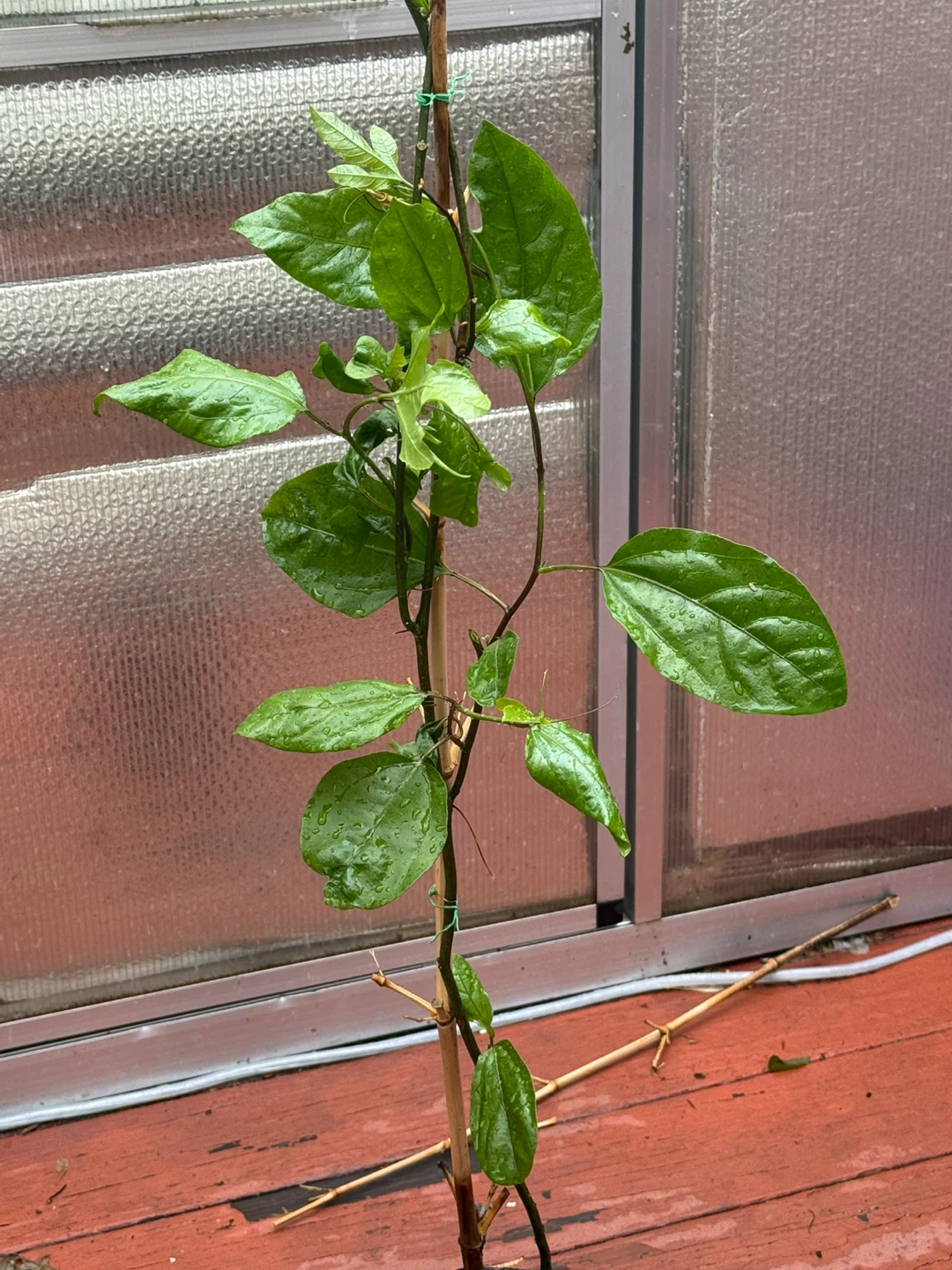 Young passion vine plant in pot - photo 2