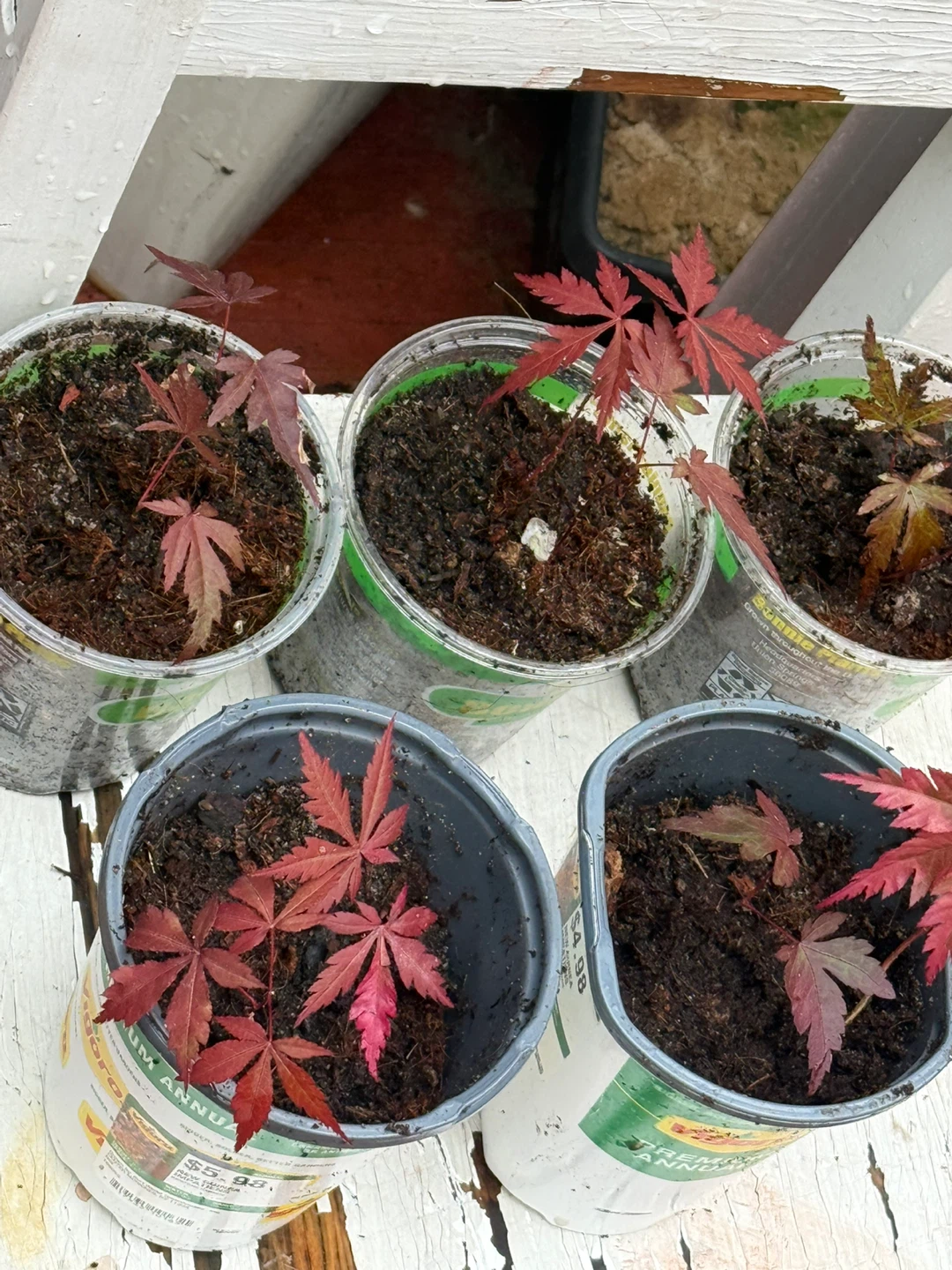 Japanese Maple Saplings (Set of 5) - photo 3