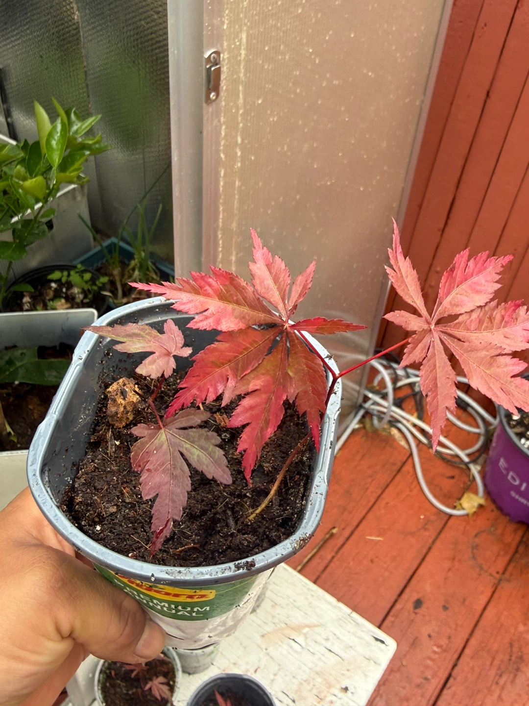 Japanese Maple Saplings (Set of 5) - photo 2