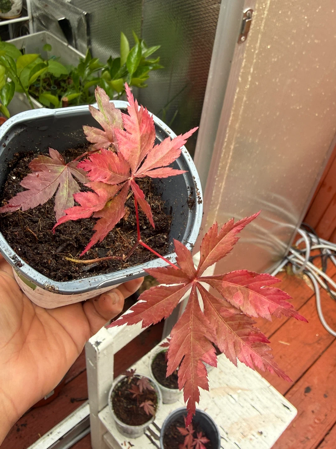 Japanese Maple Saplings (Set of 5)