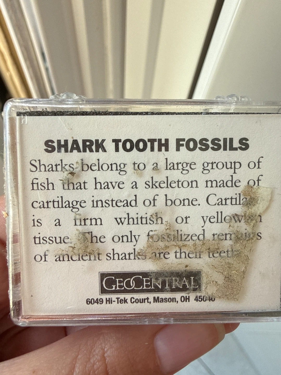 Collection of Shark Tooth Fossils (7 pc) - photo 2