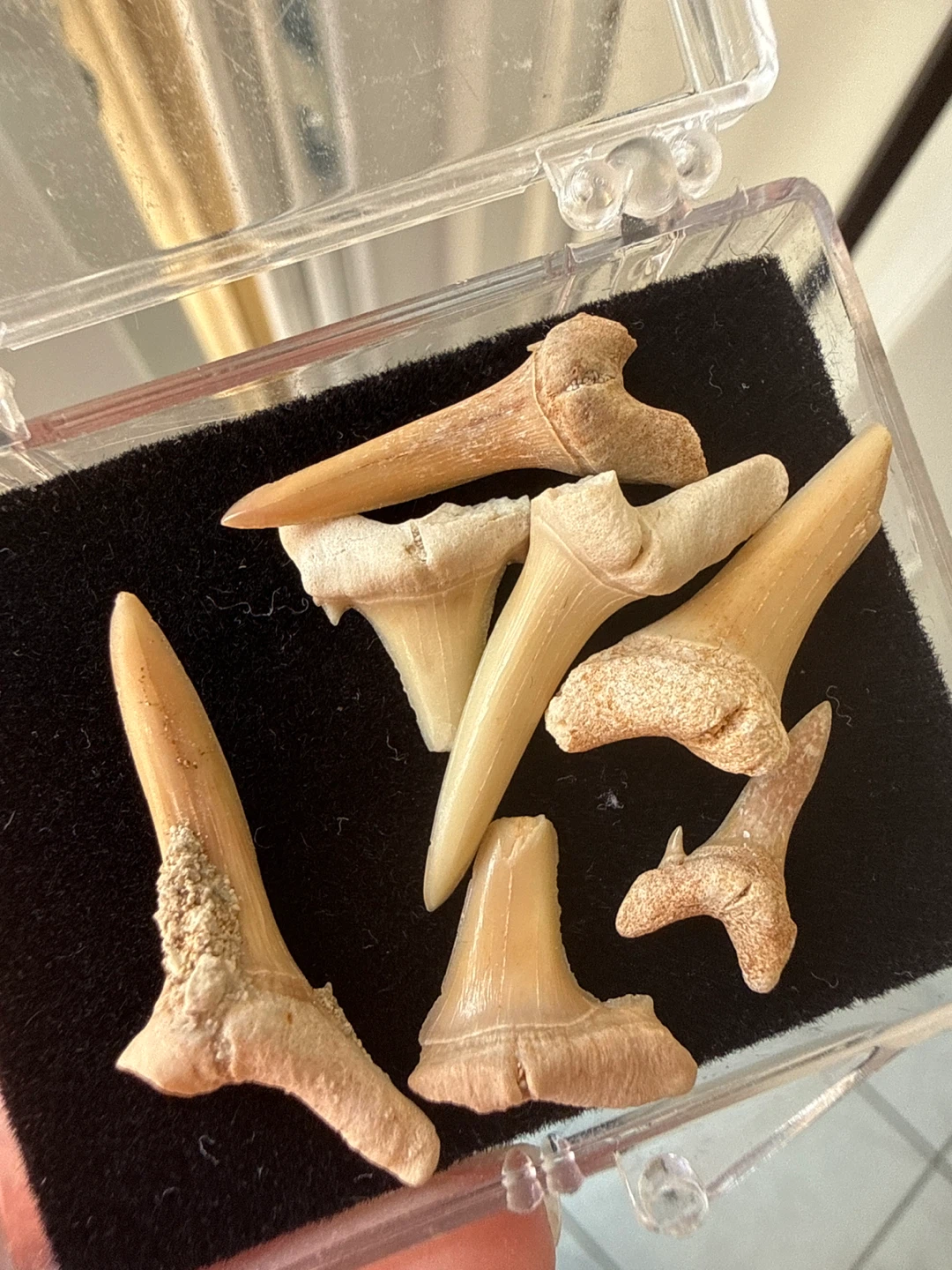 Collection of Shark Tooth Fossils (7 pc)