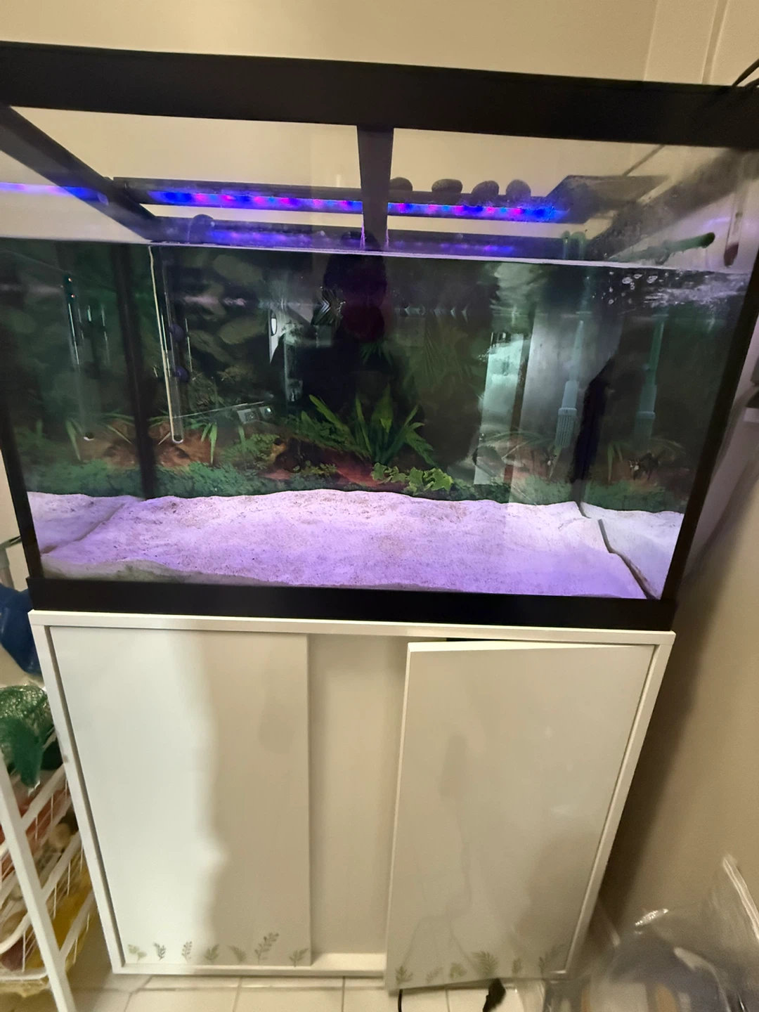 Eheim Aquarium Filter & Tank Setup