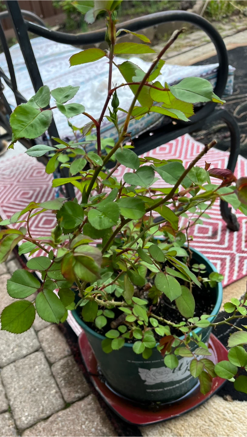 Rose bush in pot