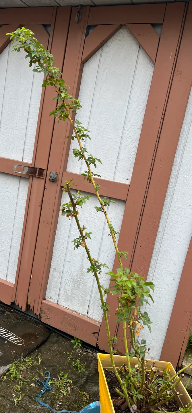 Rose bush in pot - photo 3