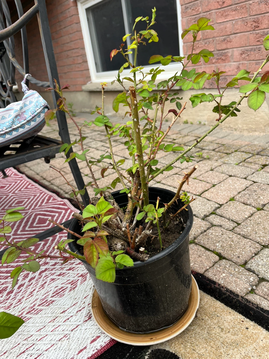 Rose bush in pot - photo 5