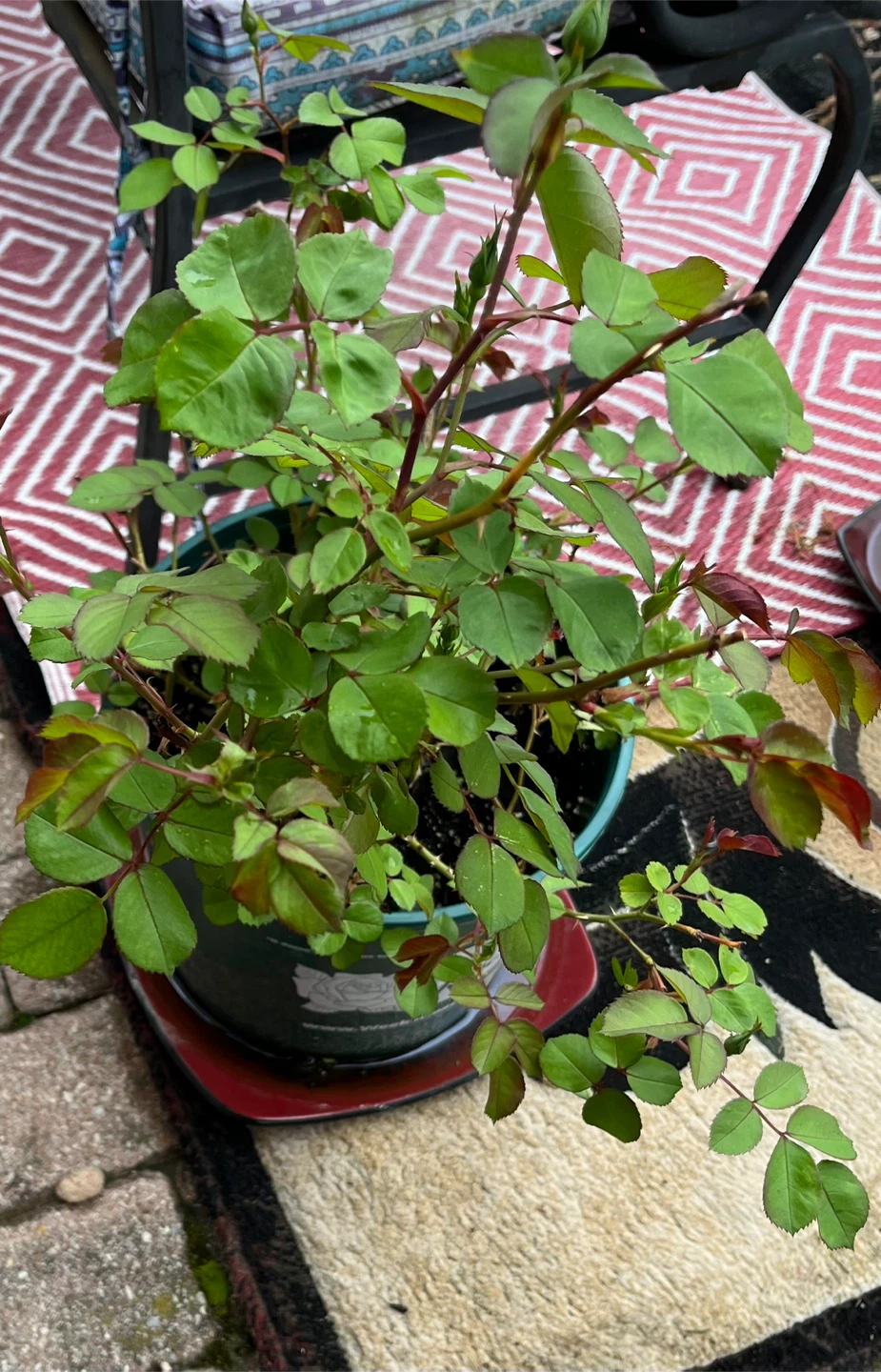 Rose bush in pot - photo 2