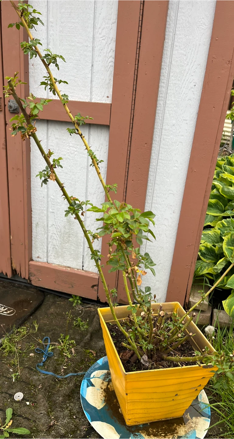 Rose bush in pot - photo 4