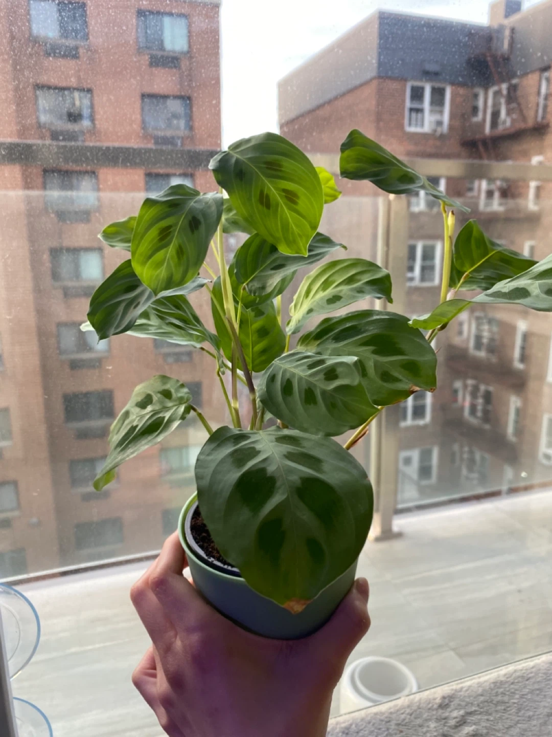 Free Plants Bundle