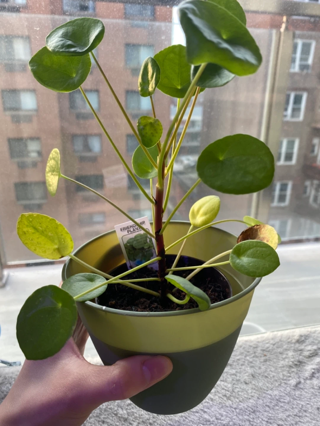 Free Plants Bundle - photo 2