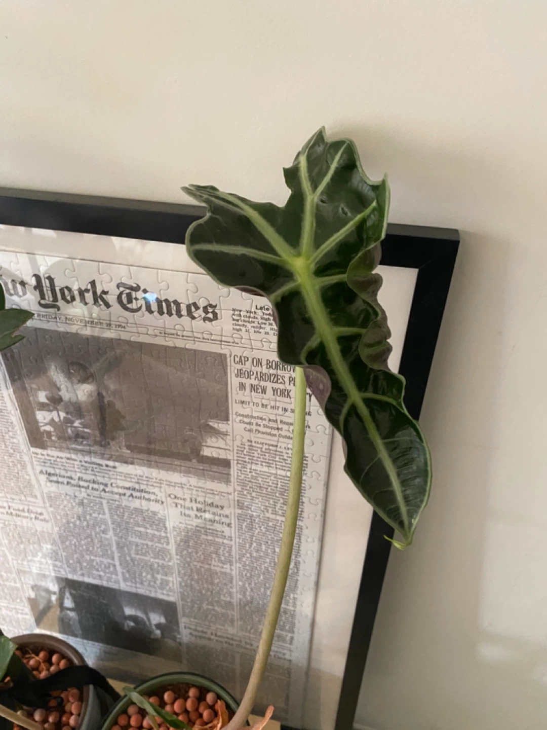 Free Plants Bundle - photo 4