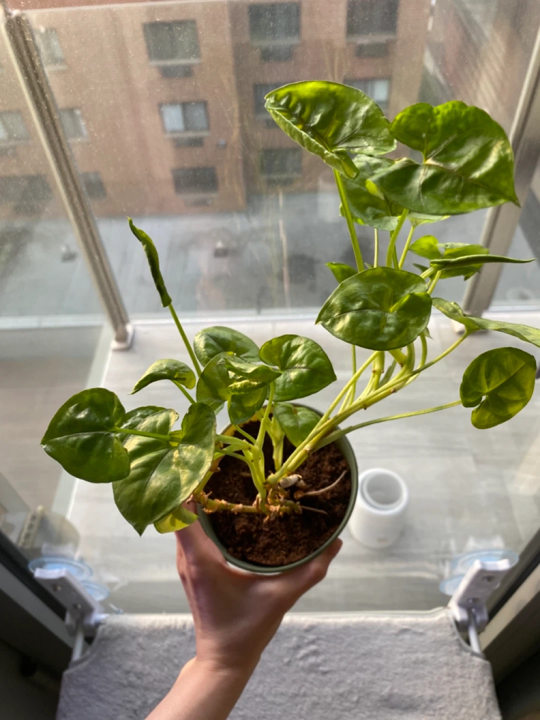 Free Plants Bundle - photo 3
