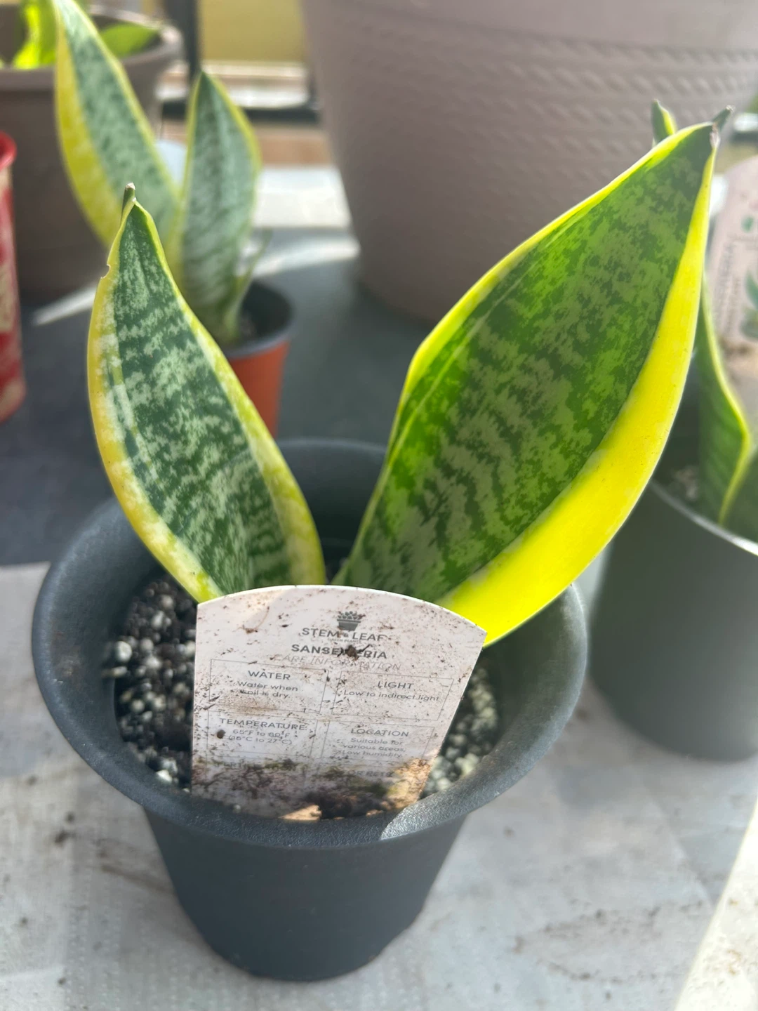 Various Houseplants - Snake Plant, Sempervivum, Pilea, Peperomia - photo 3
