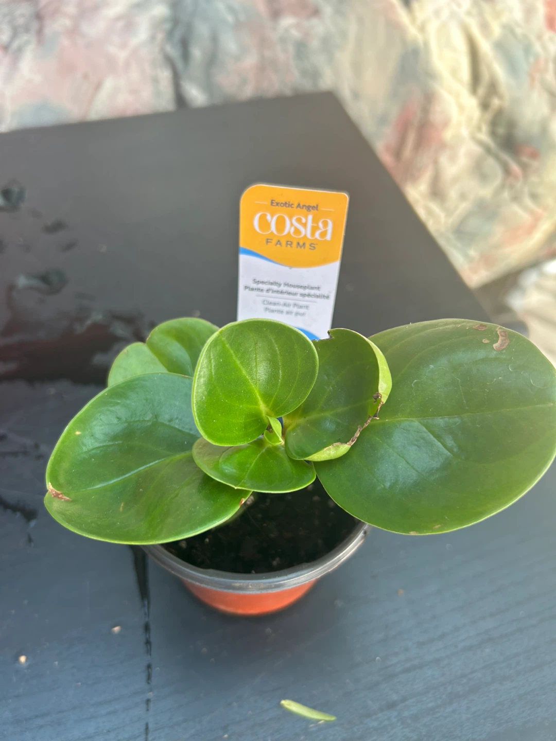 Various Houseplants - Snake Plant, Sempervivum, Pilea, Peperomia - photo 4