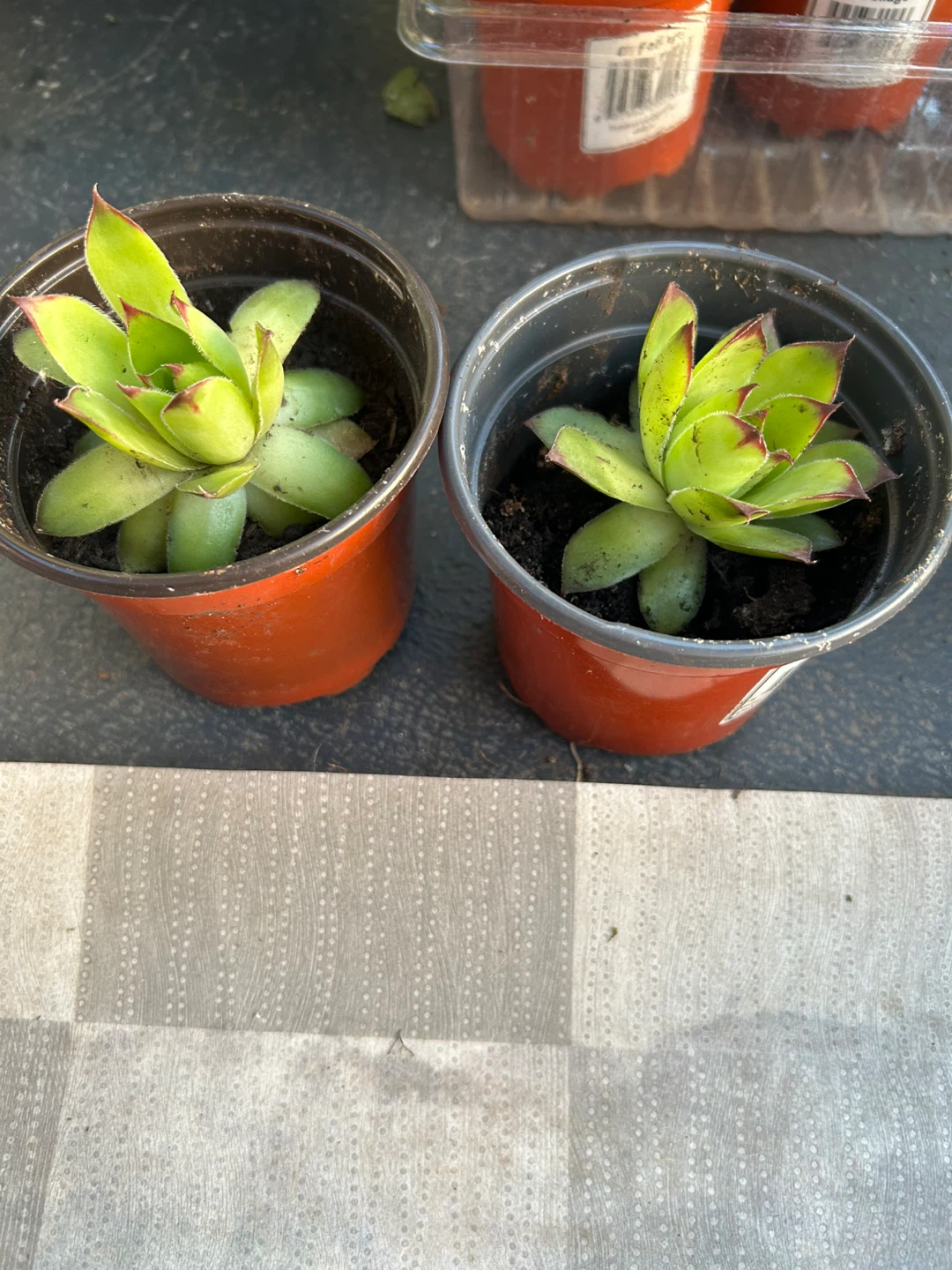 Various Houseplants - Snake Plant, Sempervivum, Pilea, Peperomia