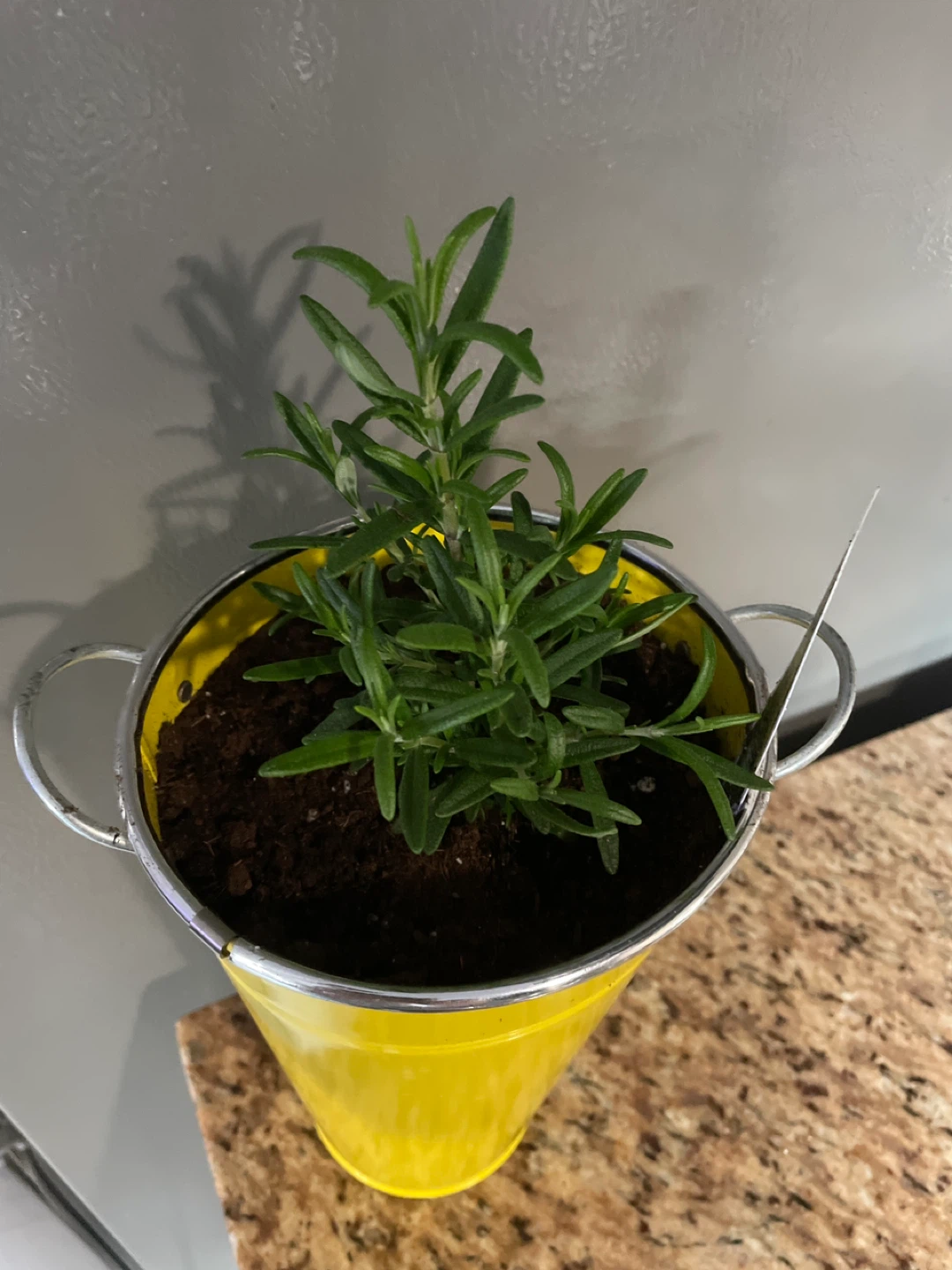 Rosemary Plant in Yellow Pot - photo 2