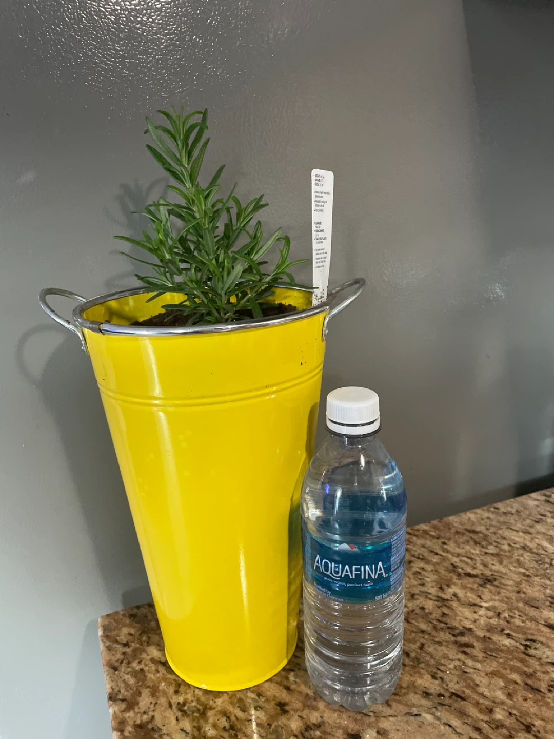 Rosemary Plant in Yellow Pot - photo 3
