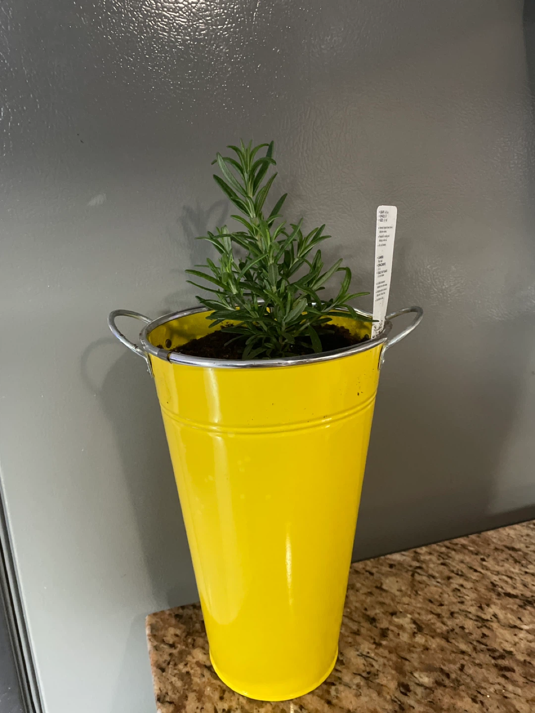 Rosemary Plant in Yellow Pot