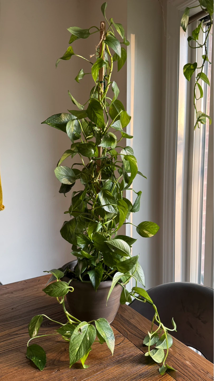 Pothos plant - photo 2