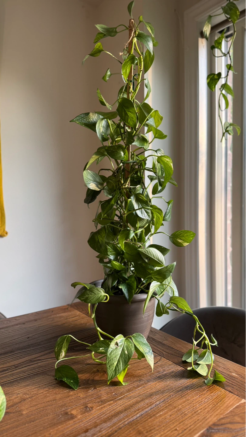 Pothos plant