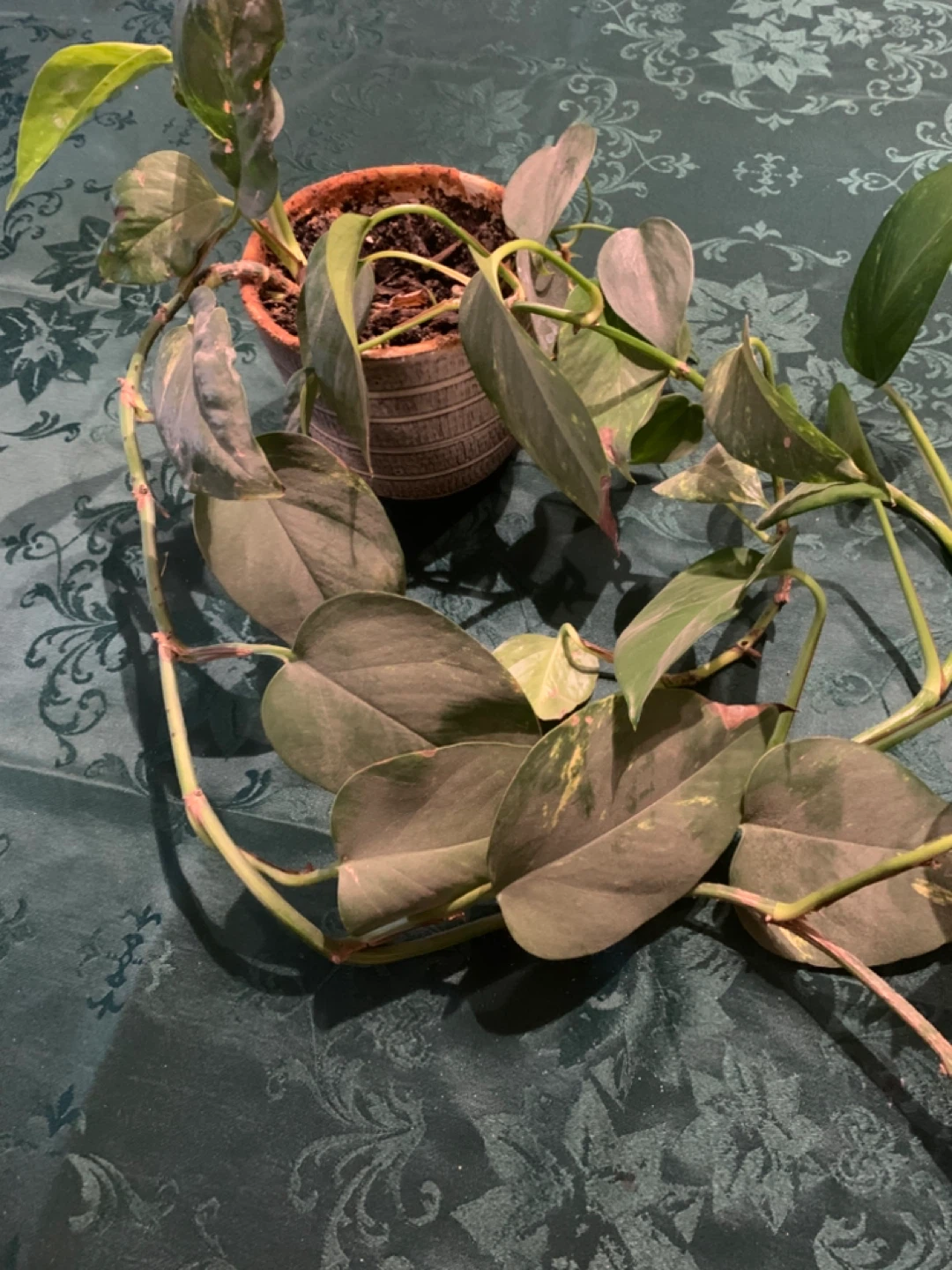 Pothos Plants in Pot - photo 2
