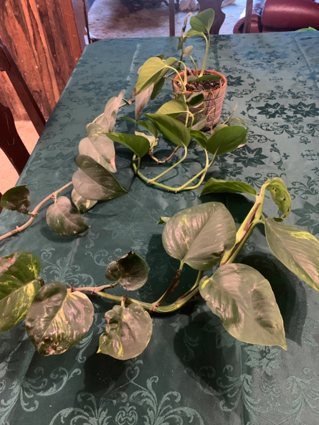 Pothos Plants in Pot