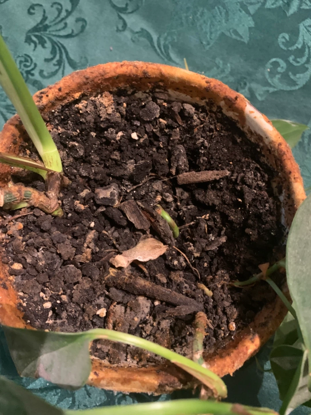 Pothos Plants in Pot - photo 3