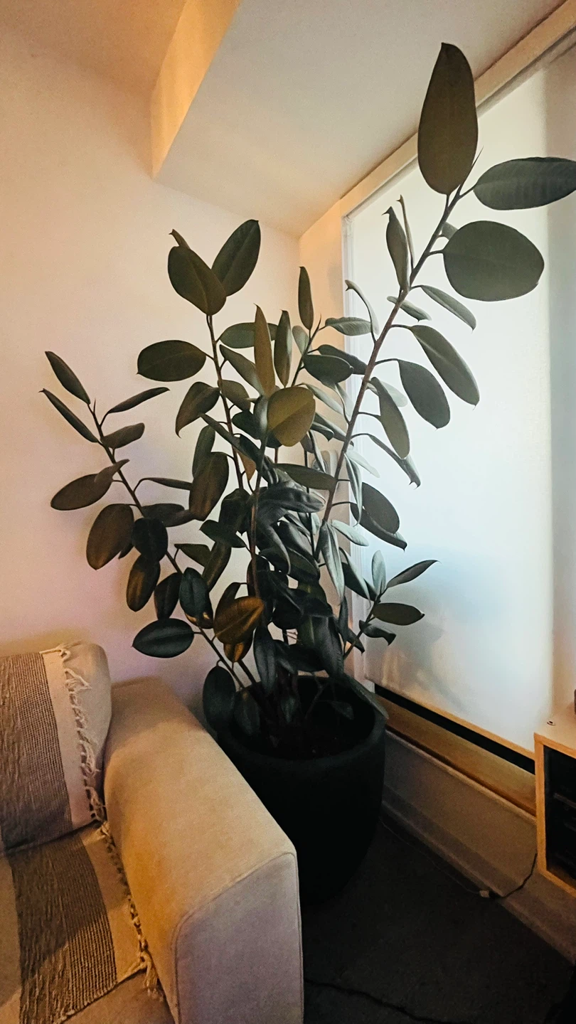 Large Rubber Tree Plant — Over 6ft Tall 🌿