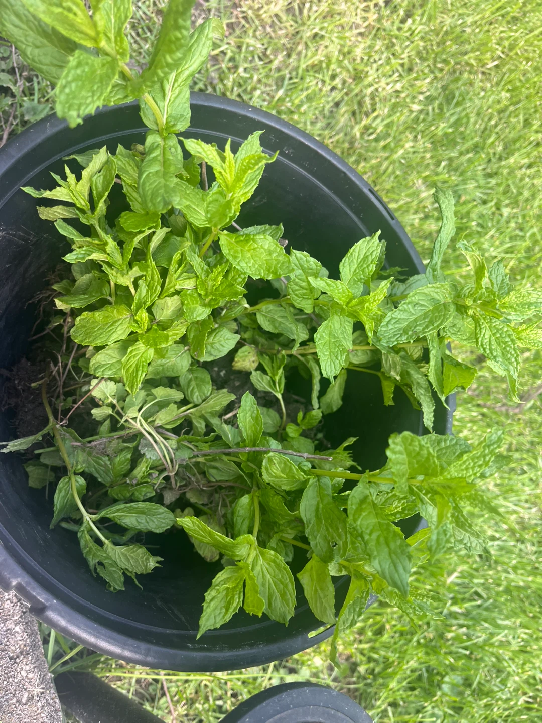 Mint plats - photo 2