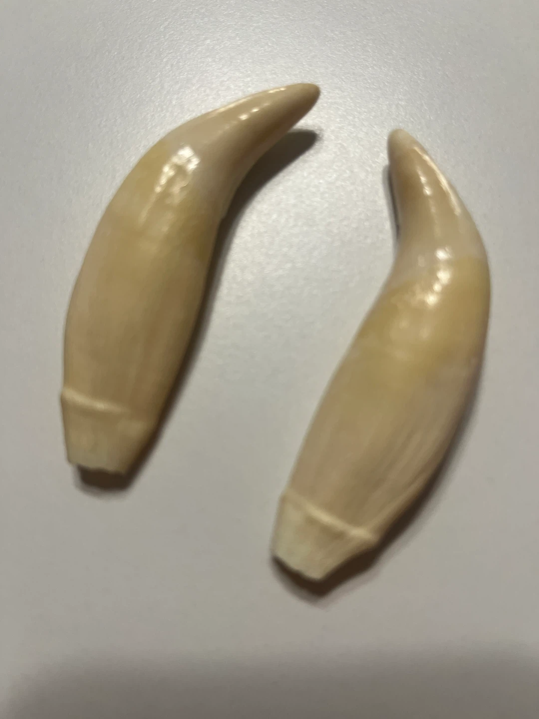 Two realistic animal teeth props key Chain material