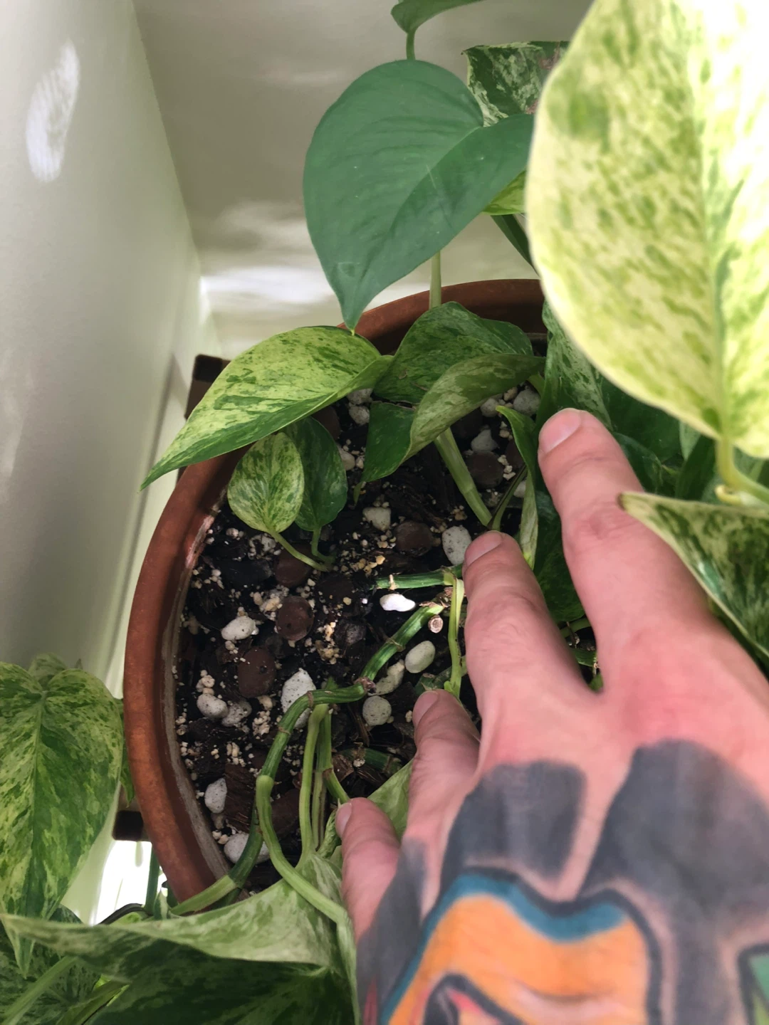 Marble Queen Pothos Plant in Terra Cotta Pot - photo 3