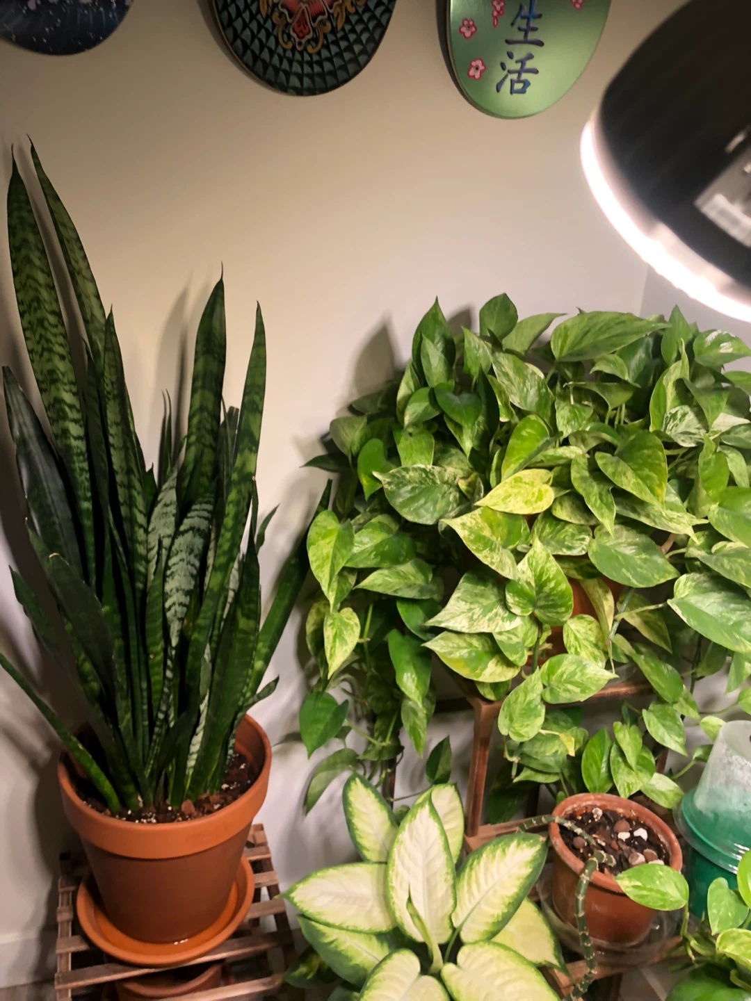 Marble Queen Pothos Plant in Terra Cotta Pot