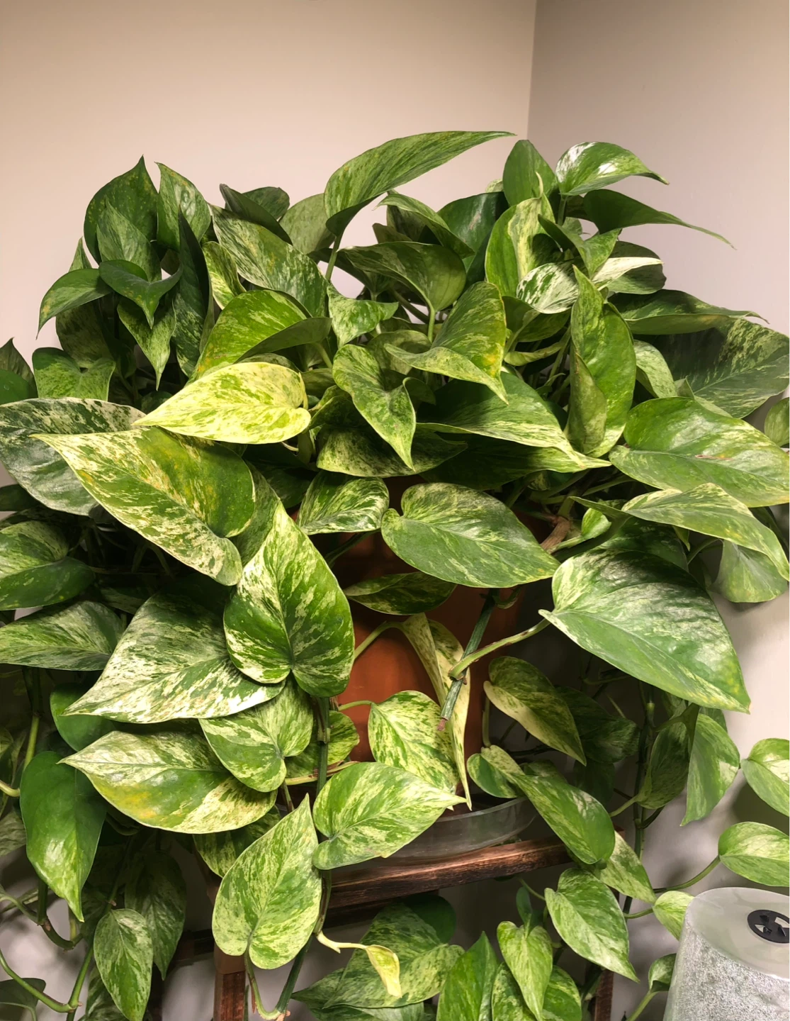 Marble Queen Pothos Plant in Terra Cotta Pot - photo 2