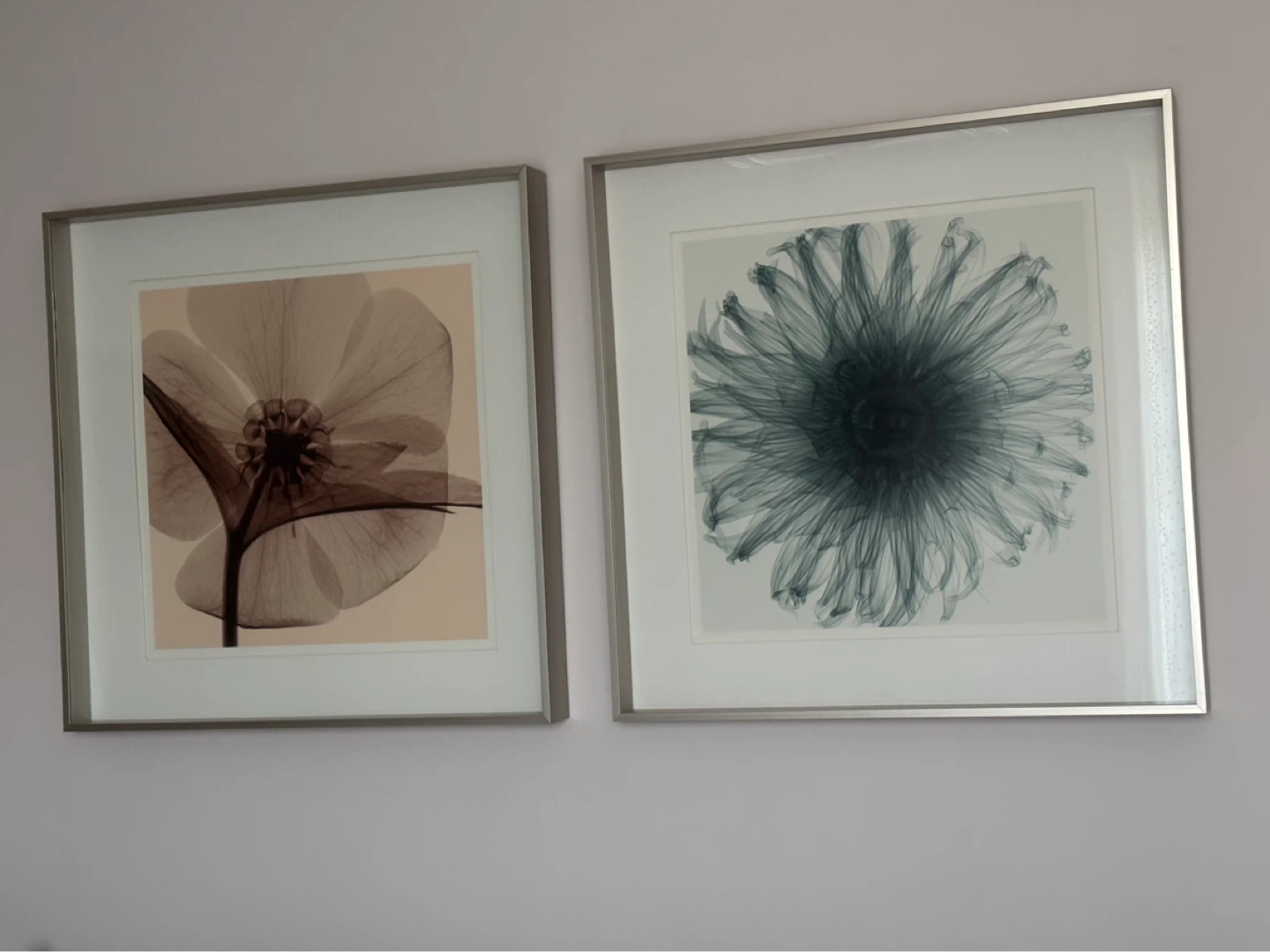 Framed Botanical X-Ray Art Prints Set of 3