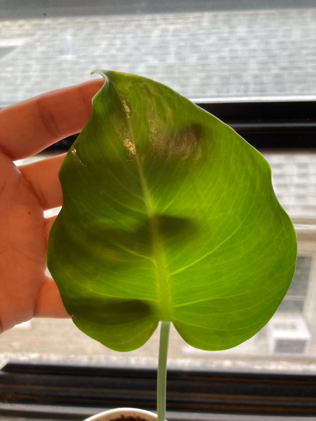 Monstera Deliciosa Plant - photo 3