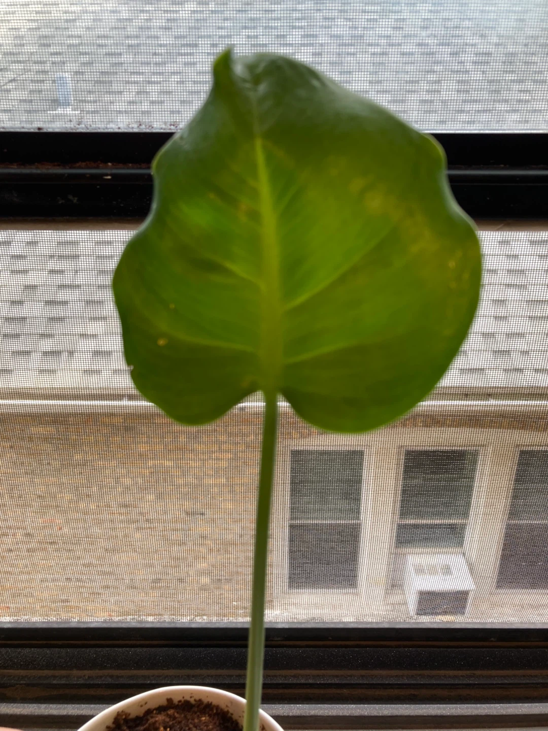 Monstera Deliciosa Plant - photo 2