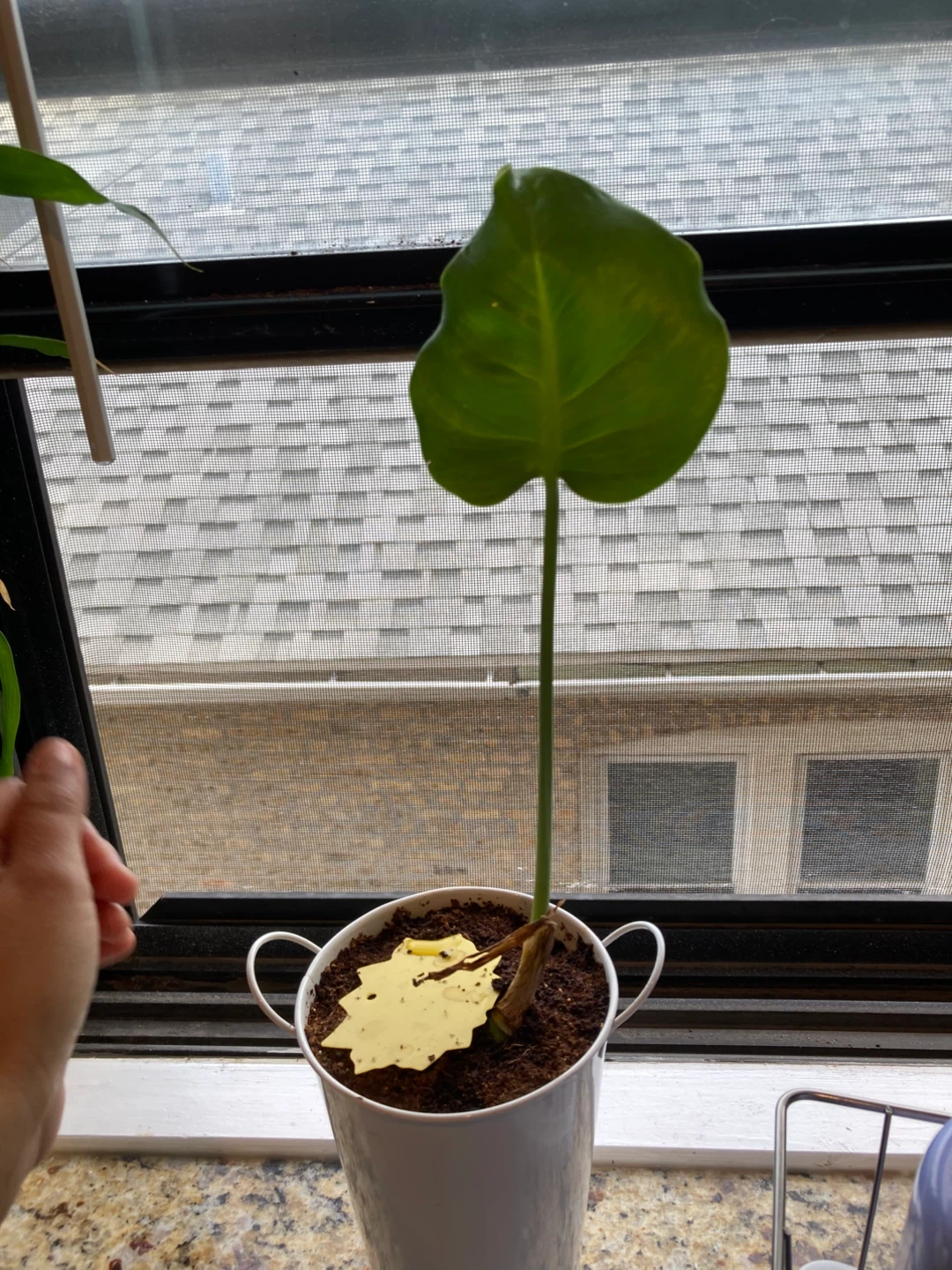 Monstera Deliciosa Plant - photo 4