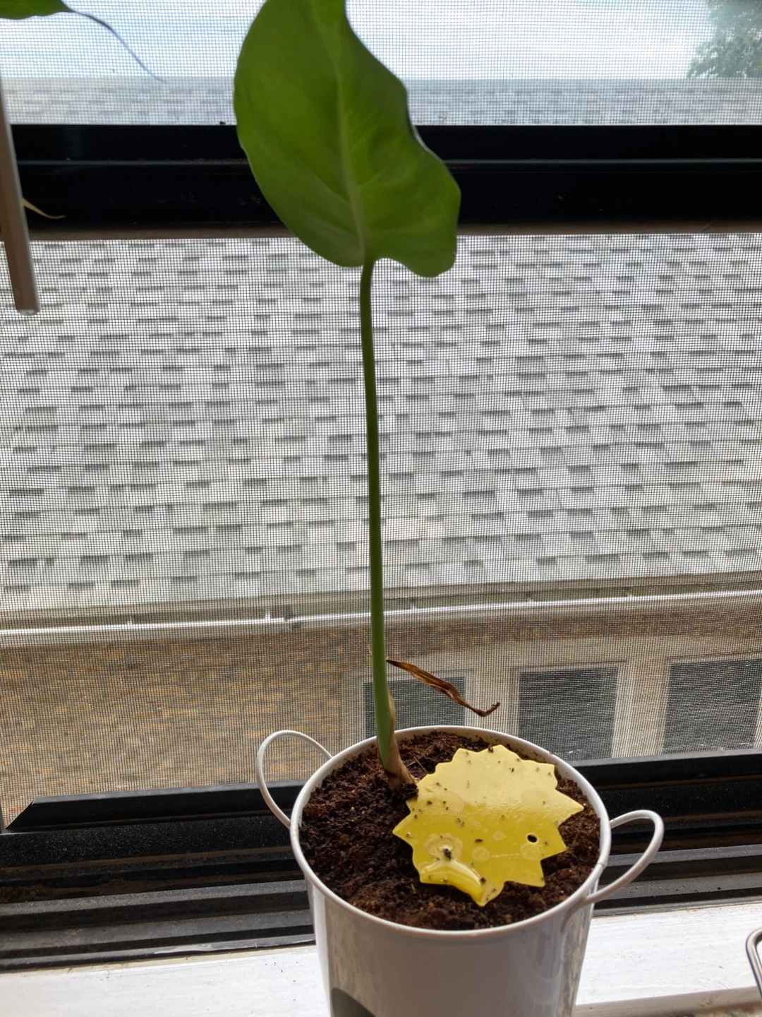 Monstera Deliciosa Plant