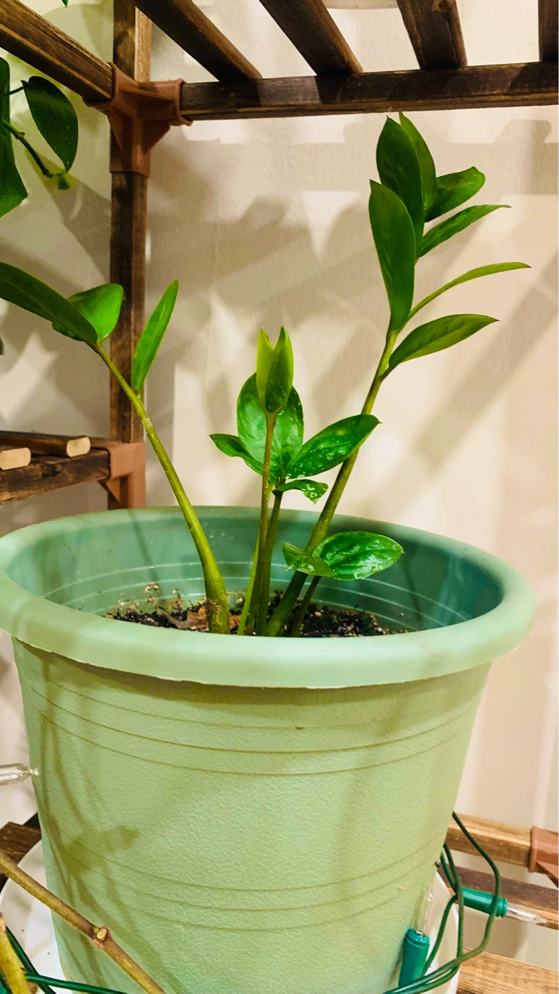 Assorted Potted Houseplants - photo 4
