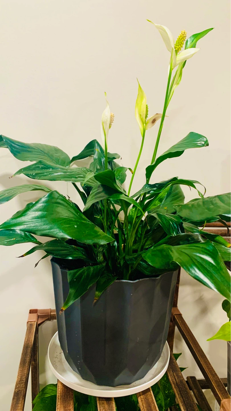 Assorted Potted Houseplants